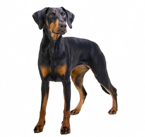 Doberman pointer best sale